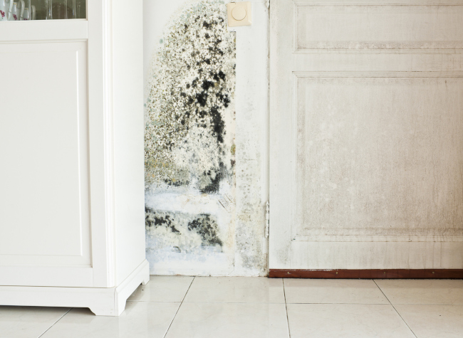 The Relationship Between Mold Damage and Water Damage 