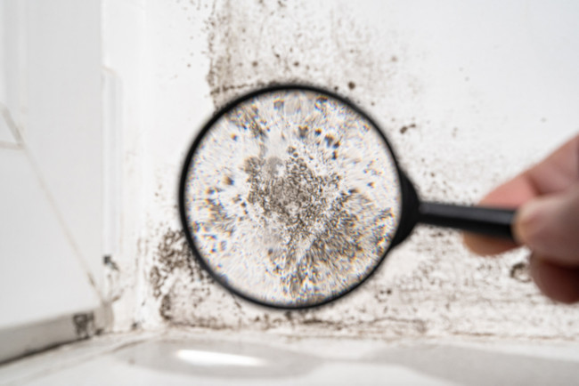 Stop Mold in its Tracks With a Mold Inspection